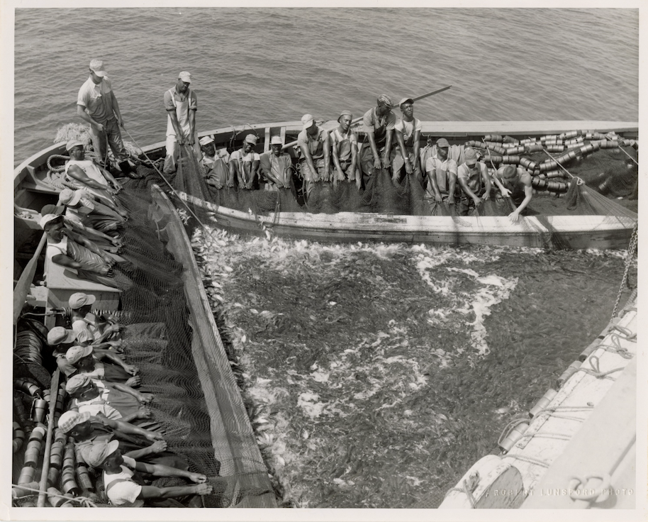 A crew pulls a net filled with menhaden to the surface. Photo courtesy of the Reedville Fishermen’s Museum