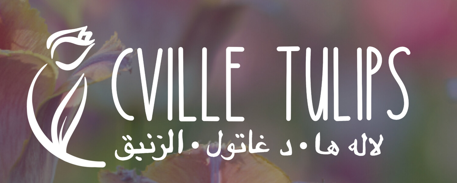 Cville Tulips Logo